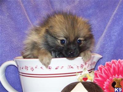 Pomeranian Puppies in FL